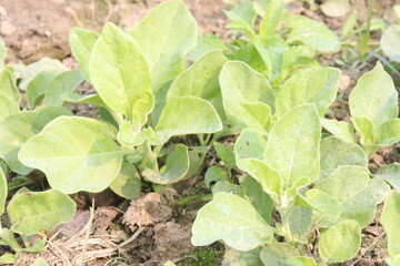 Withania somnifera plant on farm for harvest