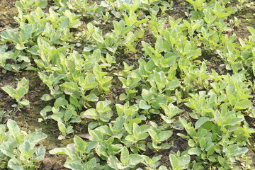 Withania somnifera plant on farm for harvest