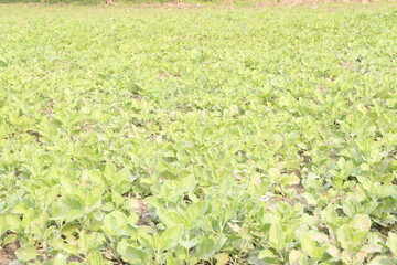 Withania somnifera plant on farm for harvest