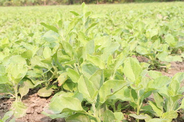 Withania somnifera plant on farm for harvest