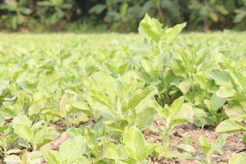 Withania somnifera plant on farm for harvest