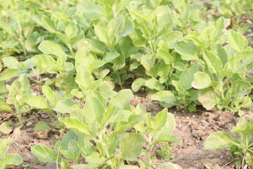 Withania somnifera plant on farm for harvest