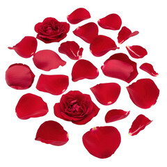 Fototapeta premium A beautiful arrangement of red rose petals scattered on a white background isolated on transparent background
