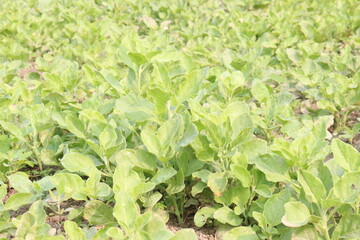 Withania somnifera plant on farm for harvest