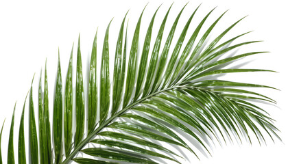 Obraz premium Close-up of a glossy green palm leaf, isolated on white, showcasing intricate details and natural textures of tropical flora