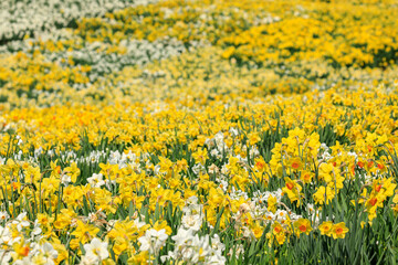 Obraz premium 北海道洞爺湖町、白や黄色のじゅうたんを広げたようなスイセンの丘【5月】