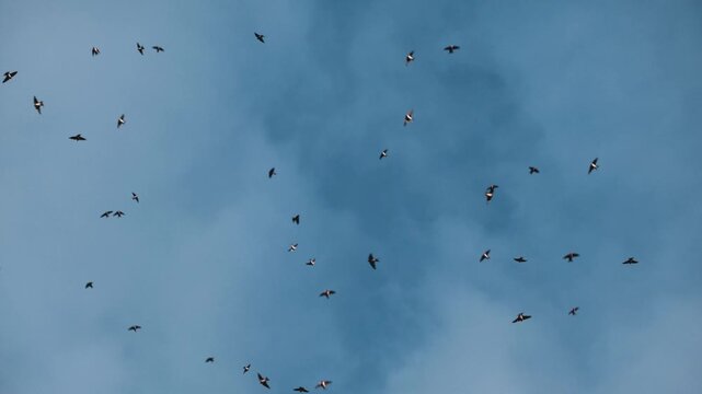 Hundreds of swallows fly directly overhead against a blue sky with white clouds