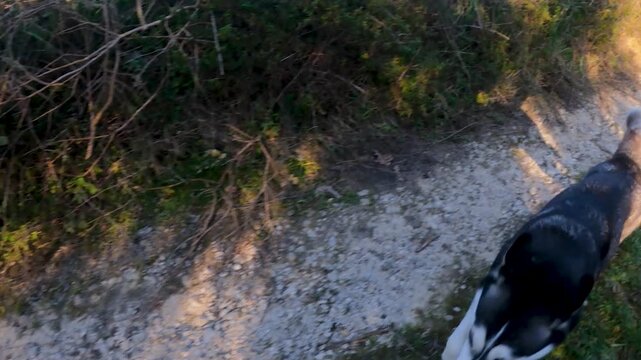 Energetic Siberian Husky Dog Running Fast on a Dirt Path in Nature, Sprinting Towards Camera in Corfu Greece Countryside, Happy Pet Enjoying Outdoor Exercise and Freedom on a Sunny Day