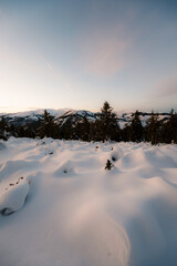 Winter landscape with spruces. Alpine landscape with snowy trees. Adventure winter sport. Low Tatras, slovakia