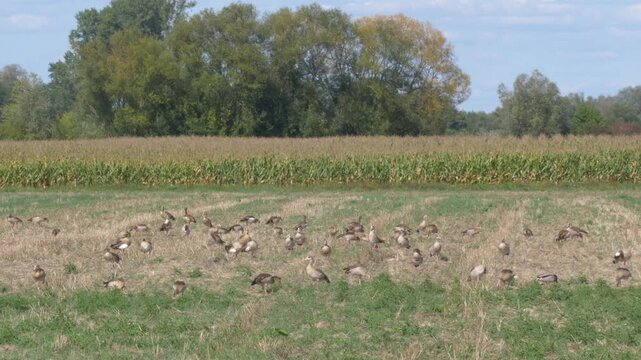 Large flock of Egyptian geese feeding and resting on open farmland landscape.