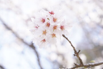 Naklejka premium 淡い光に包まれた桜の花をクローズアップで撮影した写真。やわらかなピンク色の花びらと背景のぼけが、春の訪れや日本らしい季節感、優しさや癒しを感じさせるイメージ。