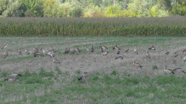 Large flock of Egyptian Geese feeding and resting on an open agricultural field in a rural countryside landscape.