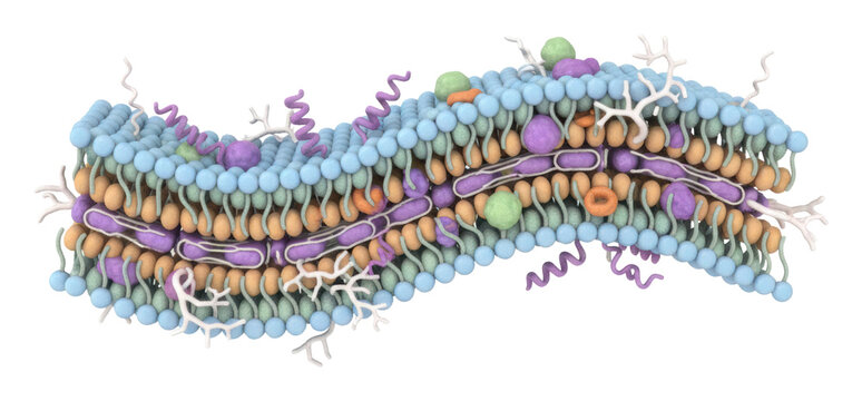 Cell membrane structure biology lab 3d model educational scientific isolated on transparent background