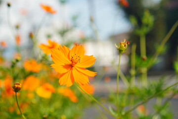 Obraz premium 鮮やかなオレンジ色のキバナコスモスをクローズアップで撮影した写真。背景のぼけが季節感と明るさを演出し、夏から秋の自然や前向きなイメージに使いやすい花素材。