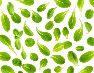 Many small green leaves scattered against a dark background