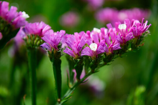 Blooming purple limonite flowers in summer garden
