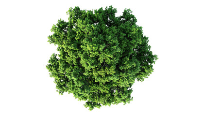 Overhead view of a lush green tree isolated against a stark black background