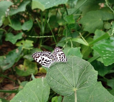 Mating season of Castalius rosimon Butterfly. This is a Beautiful Small Butterfly that belongs to the blues family.