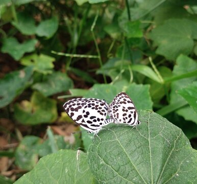 Castalius rosimon is a Beautiful Small Butterfly that belongs to the blues family. This is also known as Common Pierrot.