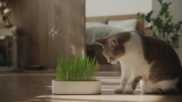 Cat sniffing indoor pot of fresh grass