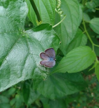 Beauty of Dark Blue Butterfly: Azanus jesous. Common names include the African babul blue and topaz-spotted blue, etc.