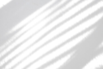 Fototapeta premium Abstract natural tree branch leaves shadow on white wall background