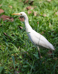 Fototapeta premium A white bird is standing in the grass