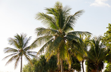 Fototapeta premium Three palm trees are in a row