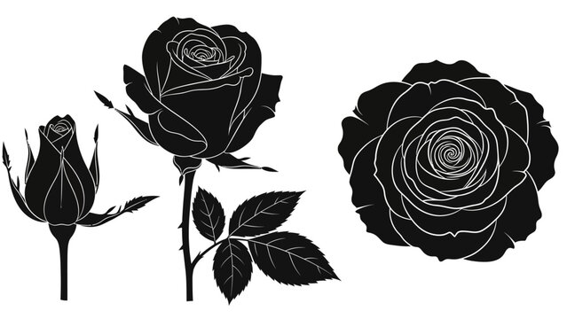 Black Roses with White Outline Details.
