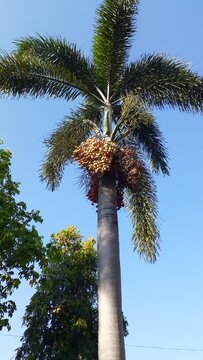 Areca palm fruit on the tree. Also known as Pohon pinang, Areca catechu, Betel Palm.