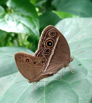 Mycalesis perseus Butterfly is also known as The dingy bushbrown and common bushbrown, etc.