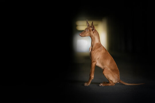 Pharaoh Hound Dog breed dark background