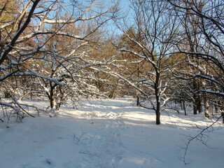 Fototapeta premium The indescribable beauty of winter nature in the thickets of a snow-covered steppe forest in the bright glow of the frosty sun against the background of the blue sky on the horizon.