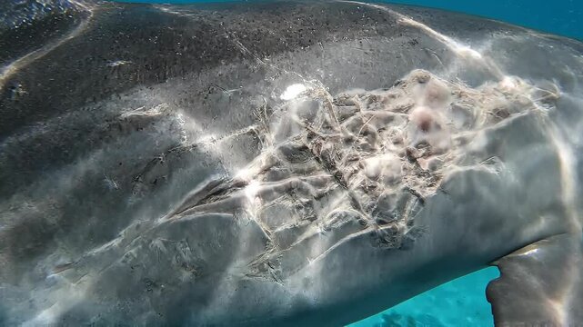 Close up of a dark marine creature with white cracked patterns visible beneath blue water.