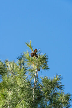 Close-up of White pine Pinus strobus branches with long, green needles and small elongated open pine cones, framed against bright, clear blue sky. Nature concept for design