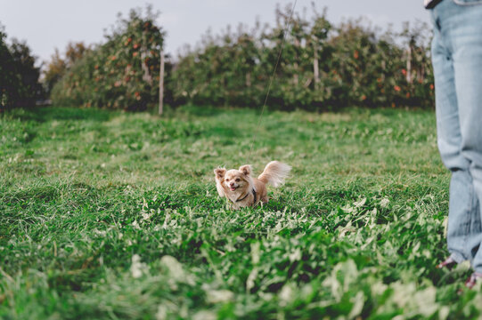 Happy small dog running on green grass in the park