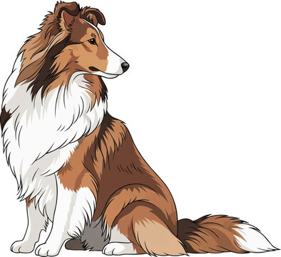 Shetland Sheepdog dog sitting attentive looking away