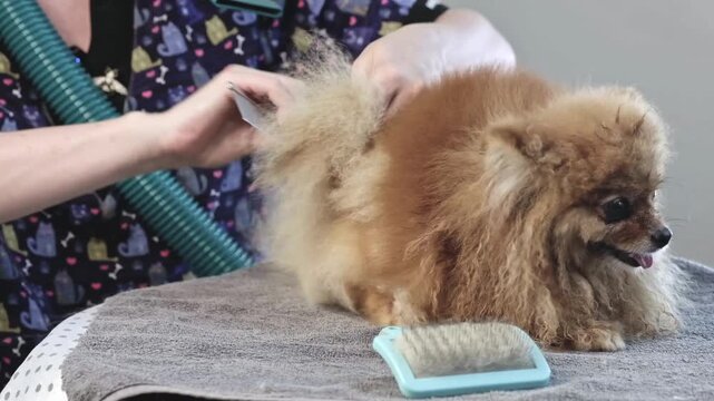 A person in a patterned shirt uses a slicker brush and a pet dryer to groom a Pomeranian dog