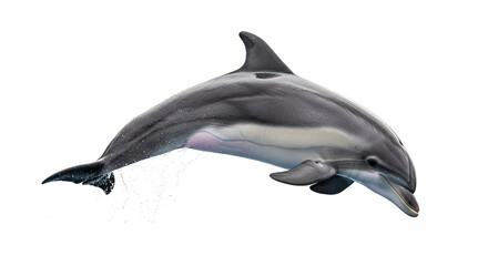 Obraz premium A dolphin jumping out of the water on transparent background
