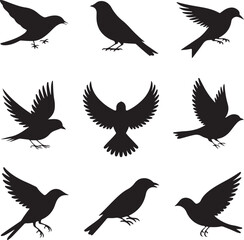 Fototapeta premium Bird Silhouettes Collection Various Poses Flying and Perching Stock Media