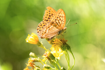 Obraz premium Vibrant Silver-washed Fritillary (Argynnis paphia) butterfly is gathering nectar from yellow flowers amidst lush blurred green meadow. Selective focus.