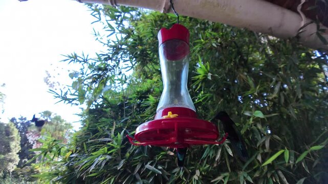 The vivid plumage of the purple-throated carib hummingbirds (Eulampis jugularis) visible, against a lush green bamboo background, as they hover in slow motion and drink sugar water in Martinique.
