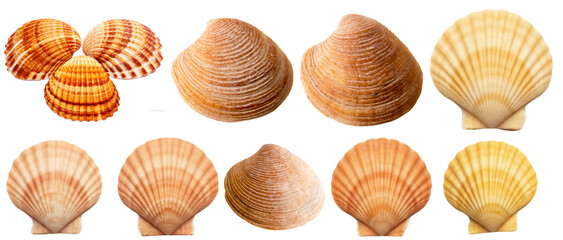 arrangement of bivalve seashells, featuring ribbed clam and fan-shaped scallop shells in warm natural tones. © Feroz Qazi