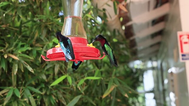 vibrant purple-throated Carib hummingbirds, Eulampis jugularis, are feeding and flying in slow motion near a bright red bird feeder against a lush green bamboo background in the tropics of Martinique