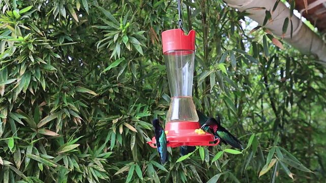 vibrant purple-throated Carib hummingbirds, Eulampis jugularis, are feeding and flying in slow motion near a bright red bird feeder against a lush green bamboo background in the tropics of Martinique