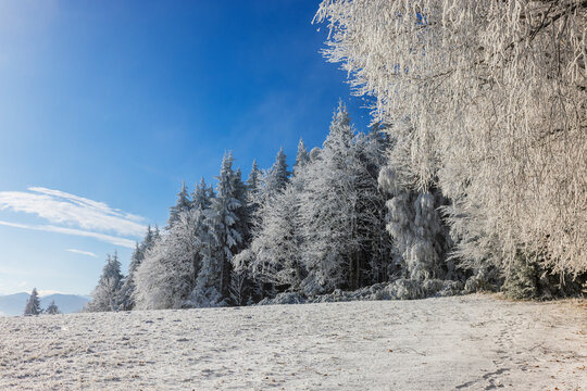 Frosted winter forest landscape in Mondseeland Salzkammergut Austria