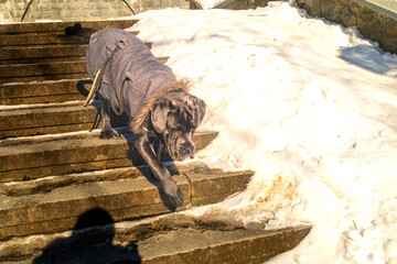 Cane Corso Dog Walking in Winter Frost