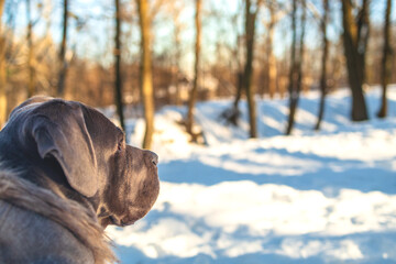 Cane Corso Dog Walking in Winter Frost