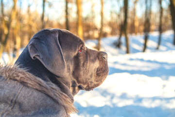 Cane Corso Dog Walking in Winter Frost