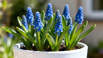 Fototapeta premium BlueGrapeHyacinthsInWhitePot